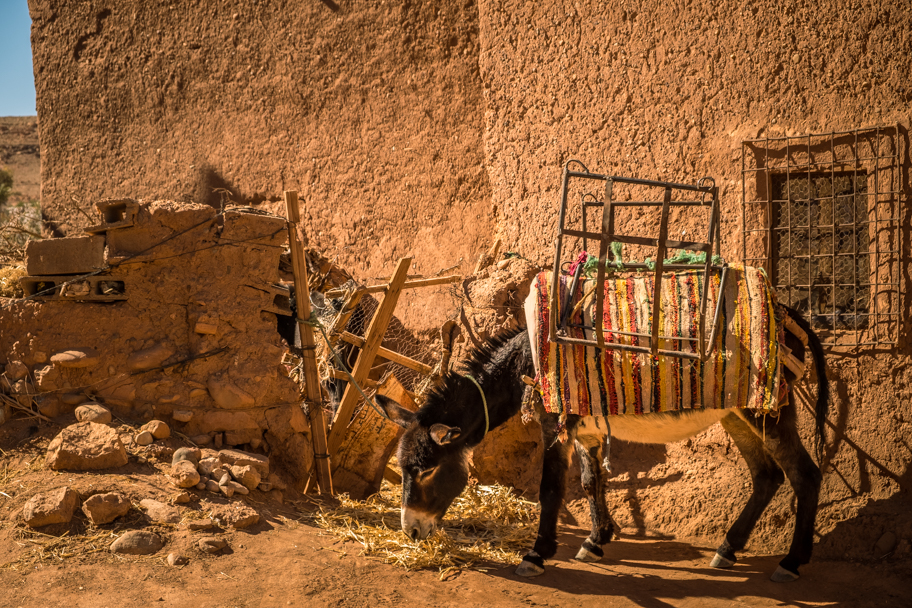 Donkey at Ait Ben Haddou, Ouarzazate Province, Morocco| Barbara Cameron Pix | Food & Travel Photographer