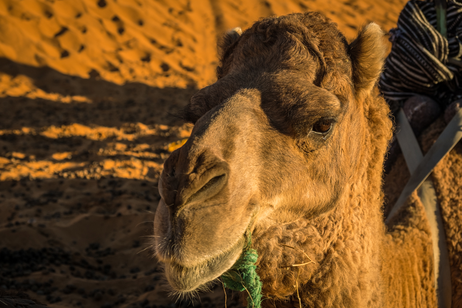 Camel, Sahara Desert, Morocco | Barbara Cameron Pix | Food & Travel Photographer