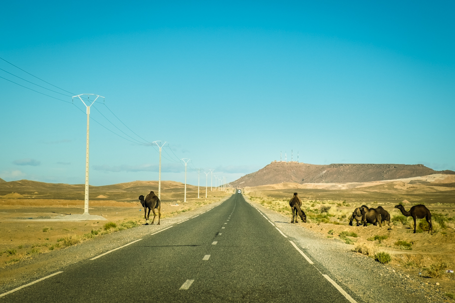 Camels cross the highway in the Sahara Desert, Morocco| Barbara Cameron Pix | Food & Travel Photographer