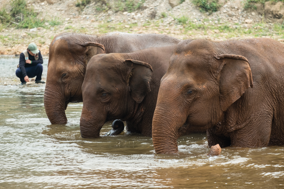 Three elephants bathing and drinking in the river| Barbara Cameron Pix | Food & Travel Photographer