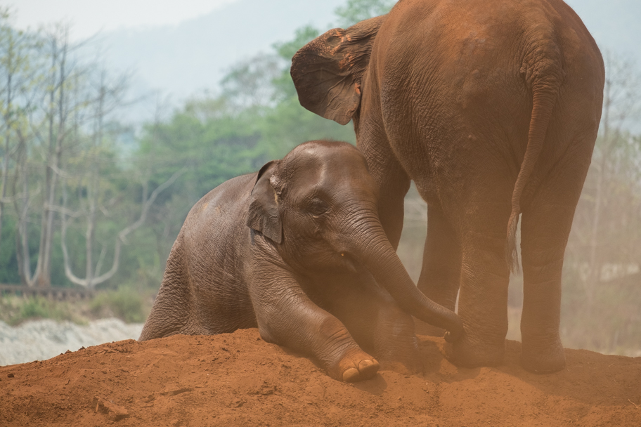 Baby Elephant Playing with Mother in Mud| Barbara Cameron Pix | Food & Travel Photographer