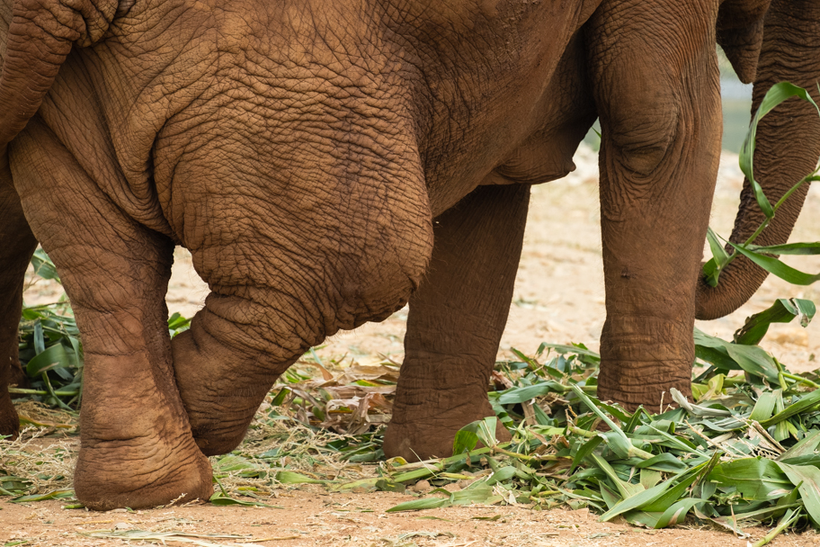 An elephant with a broken leg| Barbara Cameron Pix | Food & Travel Photographer